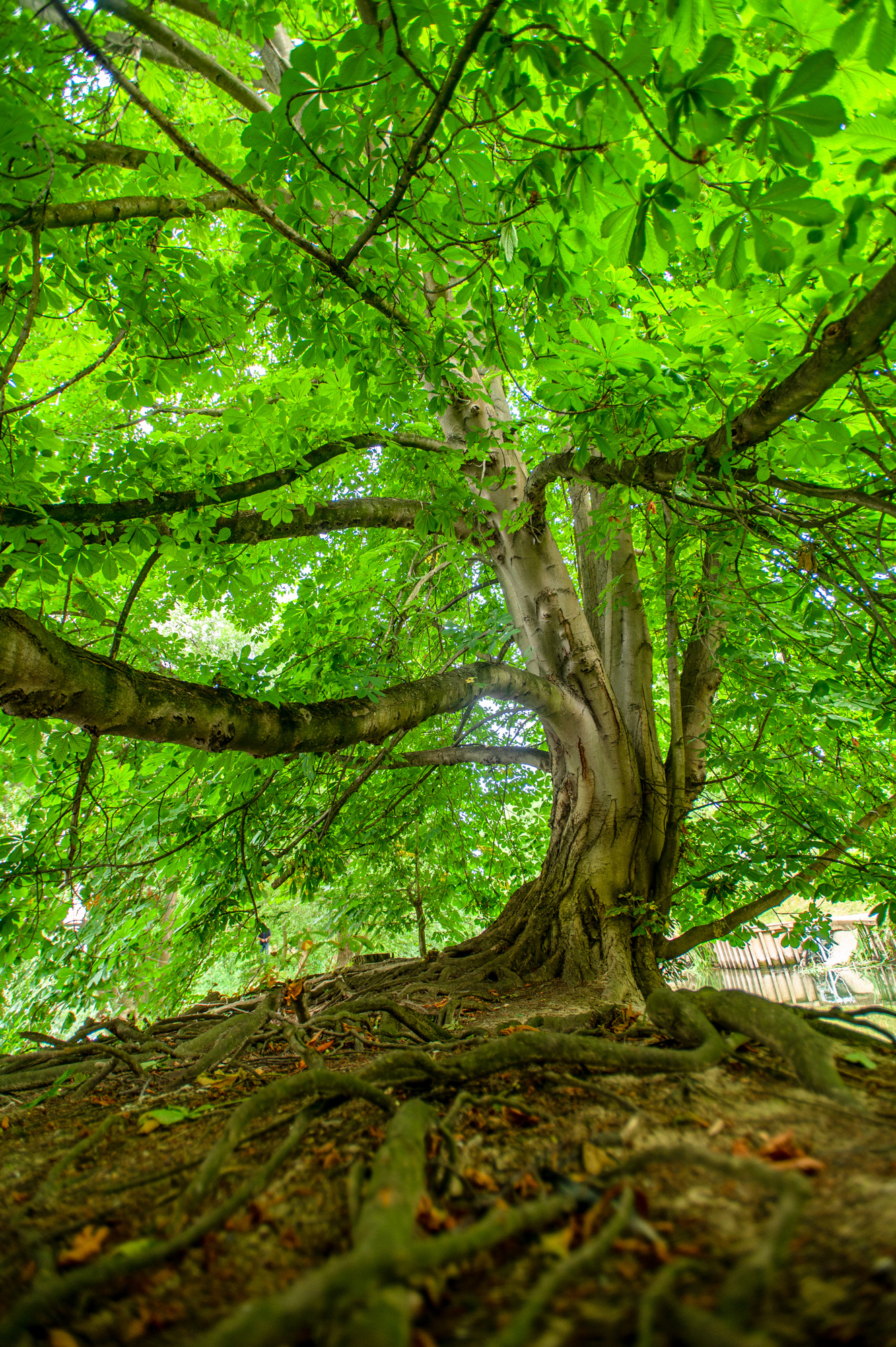 ARBRE remarquable_Champigny