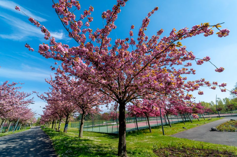 Parc du Tremblay