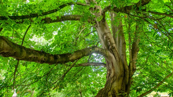 ARBRE remarquable_Champigny