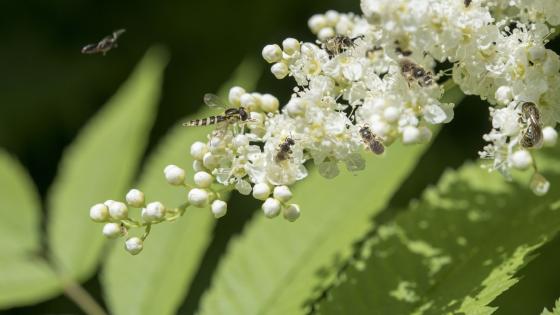 biodiversité